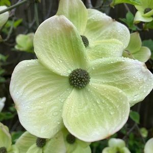 Meet your Posher, J.m.